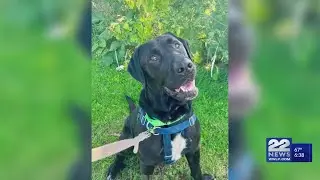 MSPCA sets record for most dogs adopted during population crisis