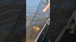 CATFISH WIRE NET IN LOUISIANA WATERS