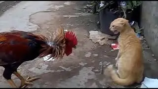 Gallo vs gato 😅