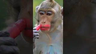 Monkey makeup 🐵💄#viralvideo #funny #shorts #makeup