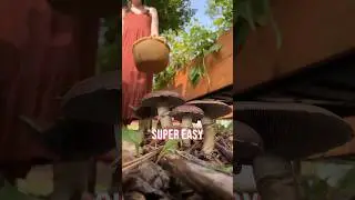 Выращивание грибов в саду #выращивайсвоюеду #садоводство #сад #видеосадоводства