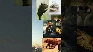 You&rsquo;re allowed to help Adam name one animal