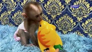 Smart monkey Bela playing with toys.