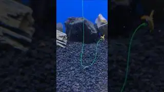 How to install worms for daily fishing #tutorial #fishing #gtknot #belajarmancing