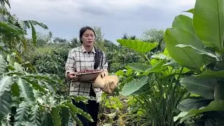 Vietnam Coffee Harvest After Heavy Rain &ndash; Collecting Fallen Coffee Cherries