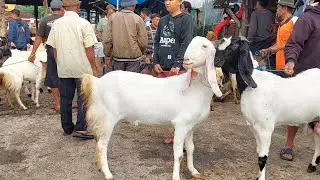 HARGA INDUKAN SUPER TERBARU PASAR KAMBING PURWANTORO‼️ FULL BABON MUDA HARGA MURAH