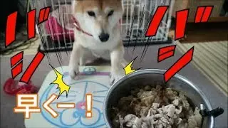 柴犬小春　「早くちょうだい！」机を連打でバシバシアピール！鶏がら軟骨には目がない！