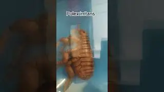 Pulex irritans #host #parasite #humanhost #community #disease #swasthavrutta #ayurvedacollege #neet