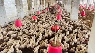 DAY 11 broiler 🐥 farming poultry business ideas #youtube #youtuber 