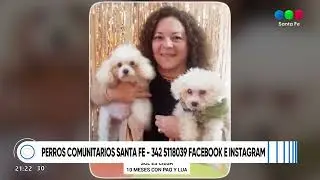 Perritos comunitarios: Opciones para una adopción responsable
