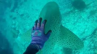 The graceful leopard shark is without a doubt my most favourite shark of all!