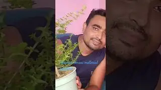 Bonsai material premna #premna #bonsai #shorts