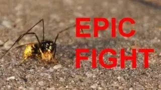 Wasp bites spider's legs off and flies away with torso