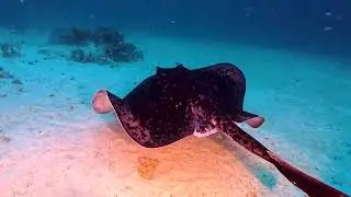 Pamalican