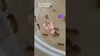 My Lasius Flavus Colony Eating Ant Jelly 🐜 #antcolony #antsnest #insects #insectnest #ants