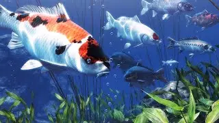 My Koi (Gameplay) - koi pond to relax - 鯉の池 - (fishbowl 3) estanque de peces Koi - 5 hours gameplay