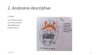 NERF OLFACTIF