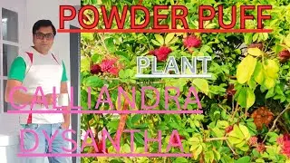 पाउडर पफ प्लांटCALLIANDRA  DYSANTHA  PLANT  RED POWDER PUFF