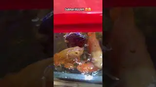 Fishes Den🤩#shortsfeed #arowana #aquarium #fishkeeping #pets #animals #fishshorts #trending #shorts