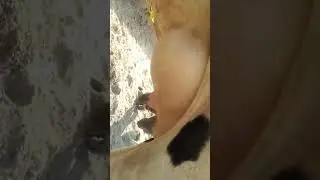 watch cholstani farizan croos cow for sale in Punjab Pakistan on YouTube
