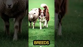 Dog: Loyal Companion
