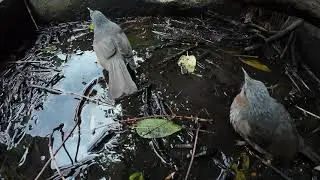 Little bird traffic jam? Found a popular watering hole for wild birds 2025/01/03
