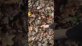 Grounding Meditation