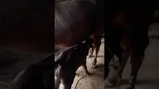 #hinducelebration #Jersey gay #YTshort #YouTube #cow #song #desiviilagelifetstyle
