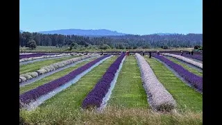 Lavender Fields Forever