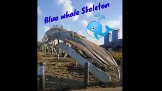 BLUE WHALE SKELETONS