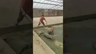 How crocodiles are raised on farms #shorts #crocodiles
