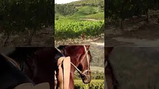 Colchagua Valley Wine Escape