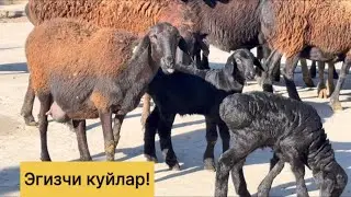 Шошилинг! Эгизчи бугоз куйлар! 990893301☎️ 973144497☎️