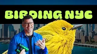 How to Birdwatch in NYC with just 2 hours!