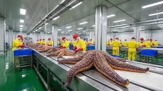 Inside Sea Star Processing - How Sunflower Stars Are Transformed Into Hanging Lights