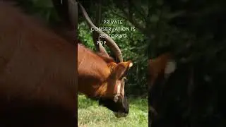 The Kenyan Mountain Bongo has fewer than 100 wild individuals