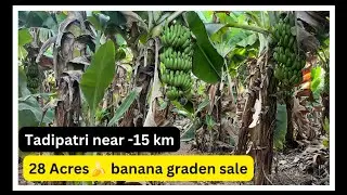 28 Acres Banana Garden for Sale || Tadipatri, Anantapur District, Andhra Pradesh