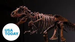 Dinosaur skeleton set for multimillion-dollar auction | USA TODAY