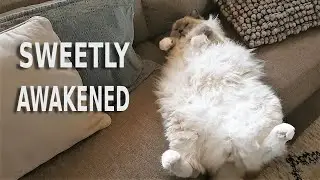 Cats are my Alarm Clock - Now its my Turn | Bowie the Ragdoll cat & Bella