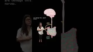 How Pain Signals from the Gut Transmit to the Central Nervous System