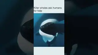 Killer Whales ask Humans for Help #shorts #viral Beautiful