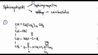 Lipids 12:  Sphingolipids