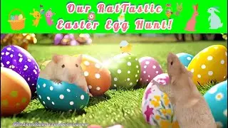 Our RatTastic Easter Egg Hunt #petrats