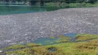The Driftwood Siltation in Tseng-Wen Reservoir