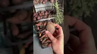 Garden Harvest Storage Tips #harvest #vegetablegarden #storage