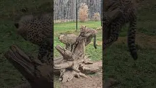 Gepardin Judy und ihr Nachwuchs ❤ #zooparkerfurt #gepard #gepardenalltag