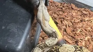 WARNING ⚠️ snake feeding   Our red tailed boa eat its first meal for us #reptiles #redtailedboa