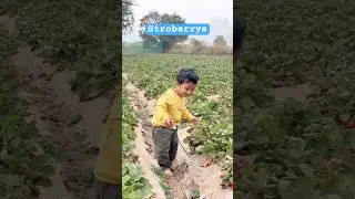 Agastya first time exploring the stroberrys#viral #villagelife #trending