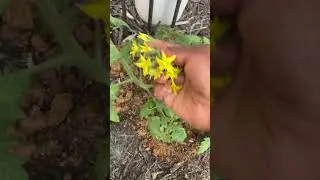 Planting, Pruning & Pinching Tomatoes for maximum yield. Food Scape