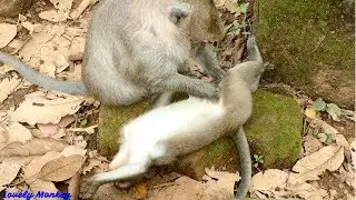 Pity Poor Orphan jessie Look Sadness miss Mom | Little Timo Still Grooming From Tima.